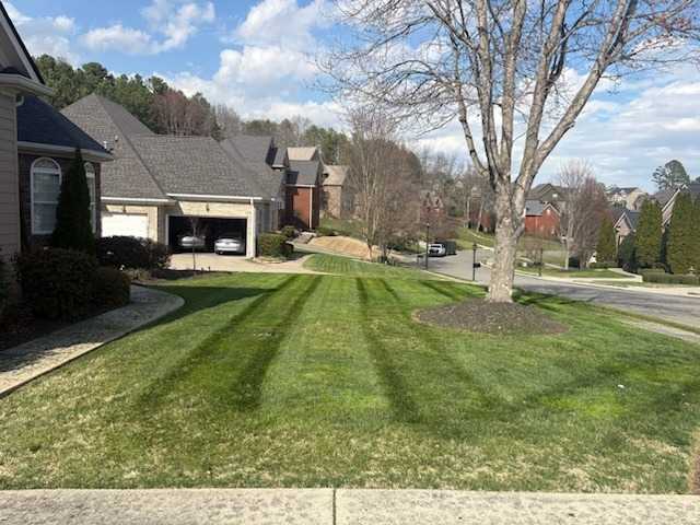 Diagonal mowing stripes curving around a mulched shade tree in a neighborhood front yard